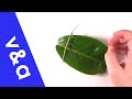 Insect Movement and Speed Dynamics