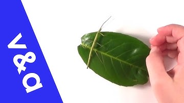 Speed, Velocity and Acceleration - A Level Physics