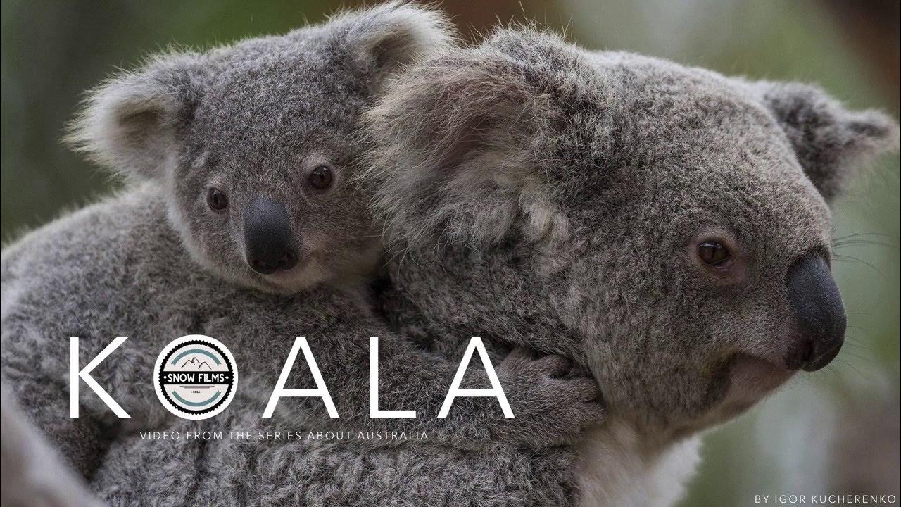 Факты о коалах. Коала интересные факты. Коала на Бали. Мокрая коала фото. Koala Baby with mom.