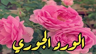 الورد الجوري والعنايه به // Rosa Damascene