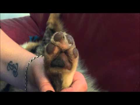 Vidéo: Remèdes à la maison pour durcir les coussinets d'un chien