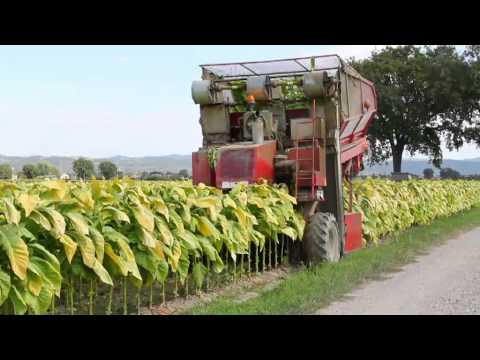 Spapperi S R L Raccoglitrice Tabacco RA 632 Tobacco Harvester RA 632 