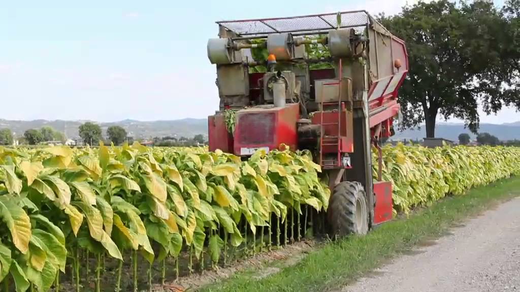 Spapperi S.r.l. - Raccoglitrice Tabacco RA 632 / Tobacco Harvester RA 632