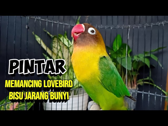 Suara Lovebird GACOR Ngekek Panjang PINTAR Memancing EMOSI Labet BISU Yang Jarang BUNYI class=