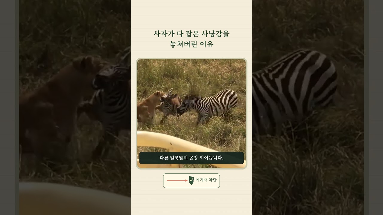 사자가 다 잡은 사냥감을 놓쳐버린 이유