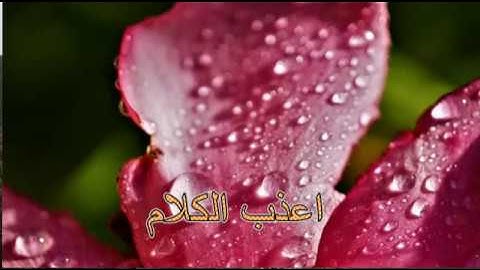 ﴿مُحَمَّدٌ رَسولُ اللَّهِ وَالَّذينَ مَعَهُ أَشِدّاء  ﴾ تلاوة خاشعة بمقام الكرد للشيخ ماهر المعيقلي