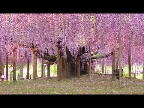 日本一の藤を蘇らせた樹木医