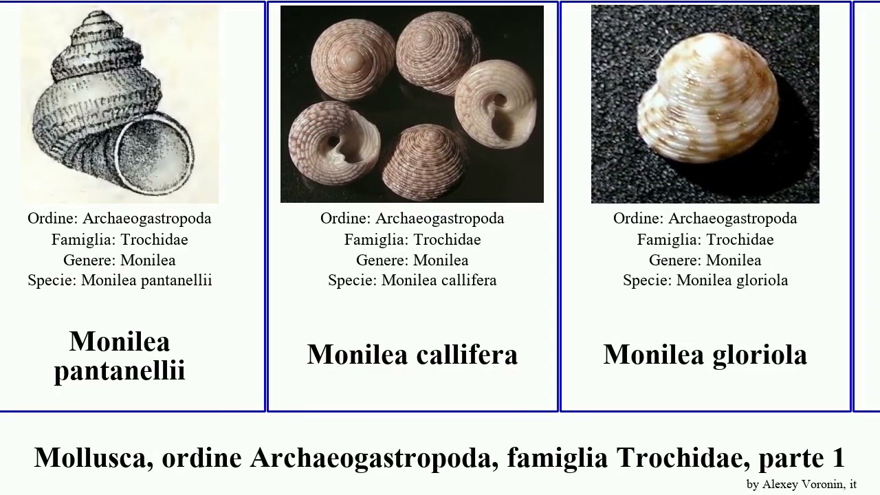 Mollusca, ordine Archaeogastropoda, famiglia Trochidae, parte 2 gibbula monodonta pseudostomatella