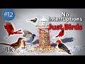 12. Cat TV 2+ HOURS of Birds feeding with Sound - NO ADs Interrupting 4K