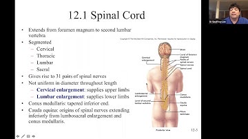 Chapter12part1-Spinal nerves and spinal cord