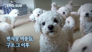 [ENG SUB] 300 Bichons Rescued Due to Closure of Business, Tearful Rescue News | Kkochbuni EP.2