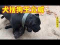 狗舍犬王對其它狗狗的威懾力有多大？這場面主人有時都控制不了