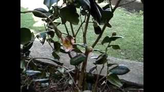 Rhodo Et Camelia En Fleur