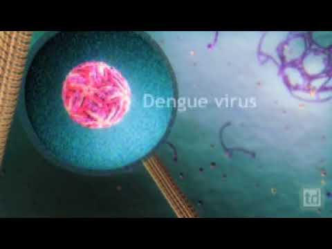 Dengue Virus Invades a Cell