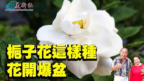 栀子花这样种，花开爆盆！ - 天天要闻