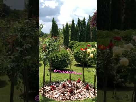 Moje dvorište iz