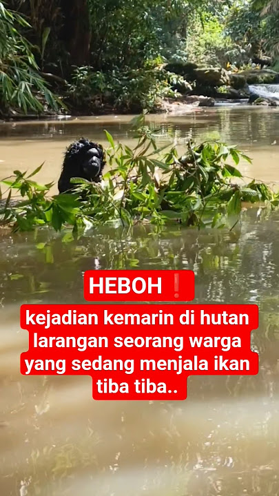 Download lagu Yesterday's incident in the forbidden forest, residents who were fishing suddenly... #shortsviral