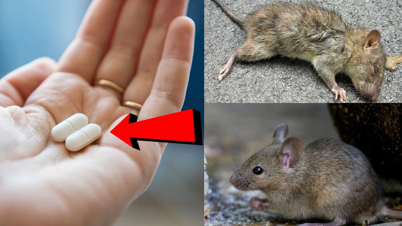 Simply KILL RAT just ONE HOUR || You Can Put this Ball Different Area On Your House. - YouTube