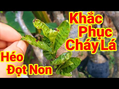 Video: Làm thế nào để bạn điều trị bệnh bạc lá Peony?