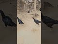 Purani Haweli ke Murge #horrorstories #youtubeshorts