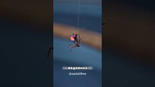😱 ВОТ КАК НА САМОМ ДЕЛЕ ПОЯВИЛСЯ ЧЕЛОВЕК-ПАУК 🕷️ #наука #интересно #факты