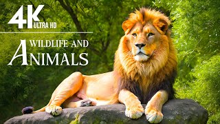 Explore Animal History in 4K 🌿Wild animal world full of new things with gentle relaxing music