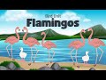 Flamingo Facts Quiz