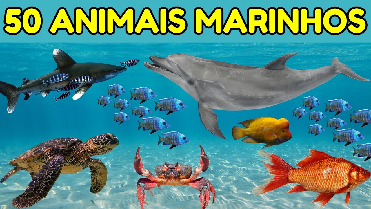 50 Animais Marinhos para Crianças – Vídeo Educativo com Imagens Reais 🌊🐬