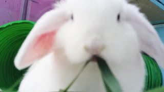 just for laughs #funny, by Binky Bunny's Way 143 views 1 month ago 12 seconds