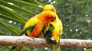 Steel Guitar Instrumental -  Yellow Bird screenshot 5