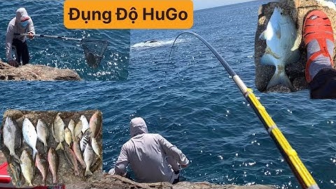 Đụng Độ HuGo Hạng Nặng, Câu Cá Biển Tự Nhiên, Câu Ghềnh. Cá Dò Dép, Cá Tà Ma, Cá Mó. TÝ FISHING.