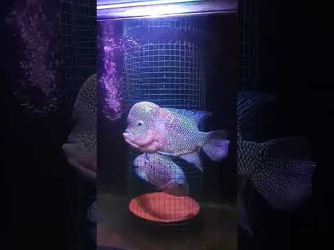 Ikan Louhan Pendekatan