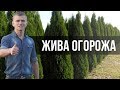 Жива огорожа з туї / Живая изгородь из туи / ТУЯ СМАРАГД