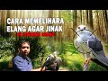 CARA MEMELIHARA ELANG AGAR JINAK - Eh Ditembak Orang!!