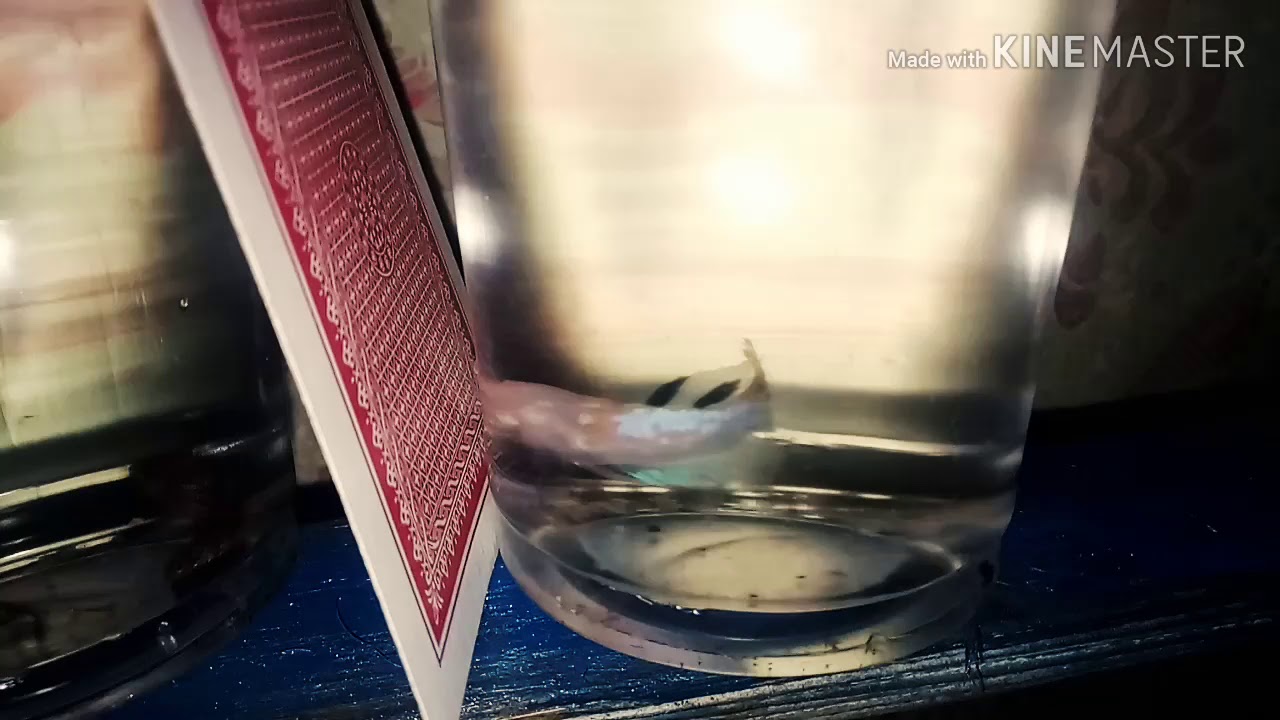 Ternak cupang jadi uang. 