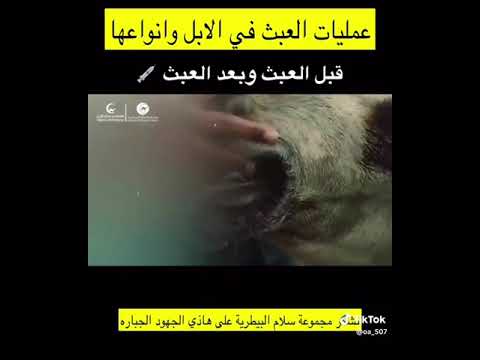 طريقه عمليات العبث في الإبل