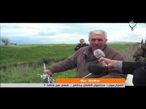 محافظة حماة المزارعون محصول القطن يحتضر فهل من منقذ