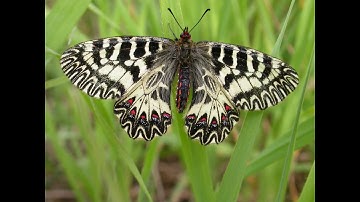 [Wikipedia] Poppaea (moth)