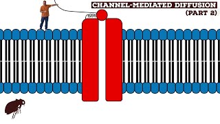 Channel-Mediated Diffusion (Part 2)