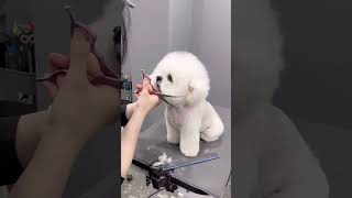 MINI BICHON FRISE'S PUPPY CUTE GROOMING FIRST TIME #cutedog #puppy #care #adorable