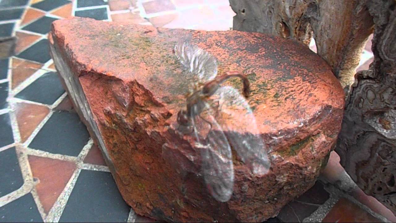 watershed Dragonfly Rescue