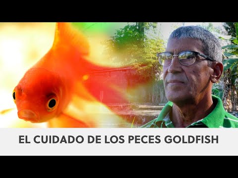 Video: Ranch Goldfish: Criando el increíble Goldfish de lujo
