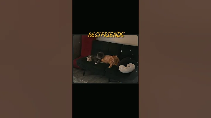 Video 5352261: mainecoon britishshorthair, mainecoon kitten love, britishshorthair cute kitten