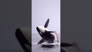 Now You Have Exactly Seen Everything! Orca. Killer Whale 🐋🐳  #Animals #Nature #Wildlife