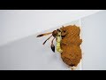 Wonders of nature - Potter Wasp builds a nest