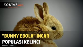 Bunny Ebola, Virus Mematikan dari Kelinci Menyebar di Barat Daya AS