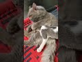 #catlovers13 #catlike #catcute #catlover #cutecat #youtubeshorts #cutepet #cute #funny #babyanimal