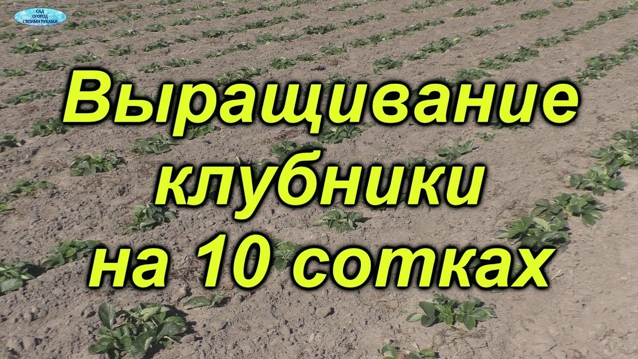 Клубника осенью. Как выращивают эту ягоду в наших краях потомственные клубниководы!