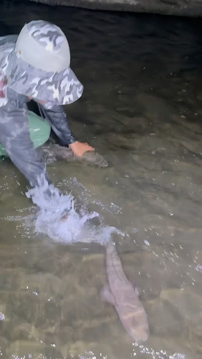 Sa linaw ng tubig kitang kita na agad ang dalag na sumiksik sa butas