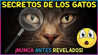 LOS SECRETOS MEJOR GUARDADOS SOBRE LOS GATOS - SiamCatChannel